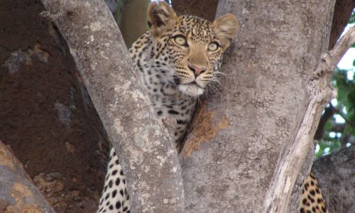 Xandro Leopard