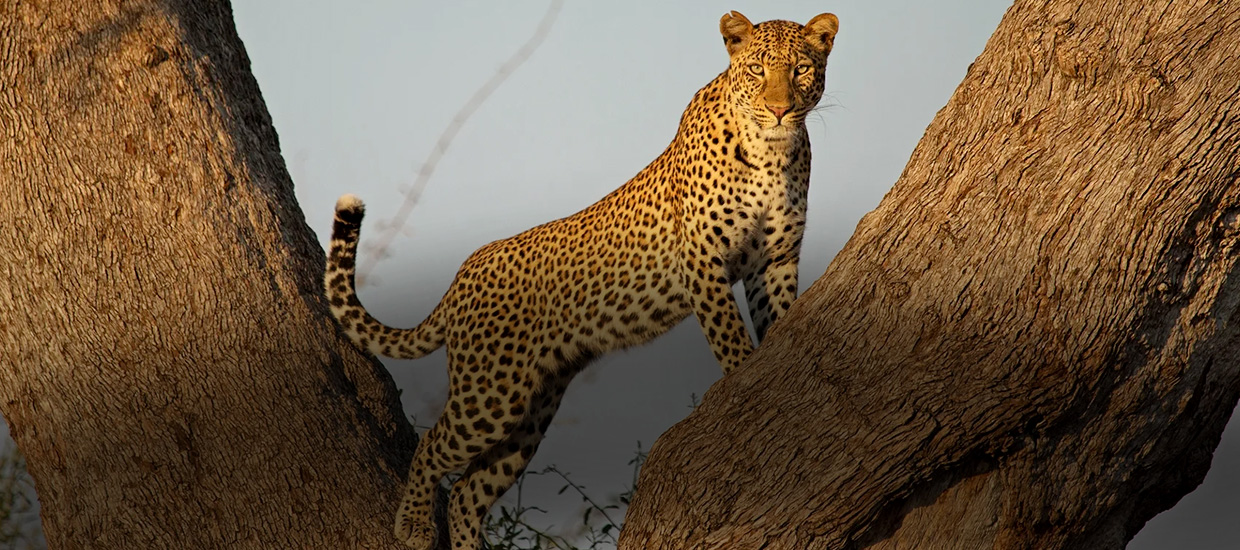 Tanzania-Big-cats-Safari